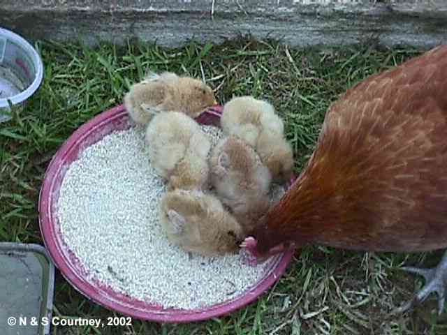 baby chicks pictures. Four days old and hungry!