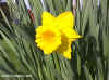 Spring daffodil