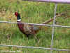 Cock pheasant