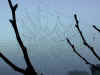 Autumn nights and many dew covered spider webs are seen on the trees and fences.