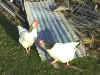 Light Sussex hens.